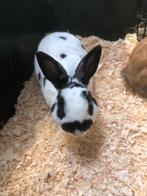 Gecastreerde rammen | Dwergkonijnen | Gezonde konijnen, Mannelijk, Dwerg, 0 tot 2 jaar