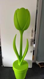 Sier Tulp, Ophalen, Halfschaduw, Minder dan 100 cm