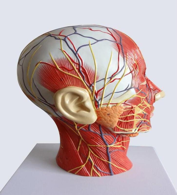 Hoofd Spieren Zenuwen Hersenen Menselijk Anatomie Model, Diversen, Schoolbenodigdheden, Nieuw, Verzenden