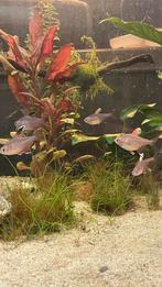 Witvin tetra’s, Vis