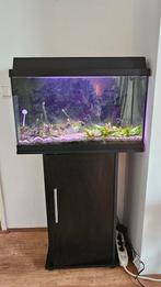 Jewel Aquarium Primo 60 inclusief vissen en toebehoren, Dieren en Toebehoren, Ophalen, Zo goed als nieuw, Gevuld zoetwateraquarium