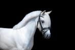 Super lieve B pony bixie/dressuur topper, Dieren en Toebehoren, Pony's, B, B pony (1.17m tot 1.27m), 11 jaar of ouder, Recreatiepony