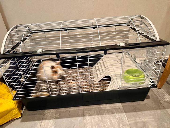 Dwergkonijn te koop, Dieren en Toebehoren, Knaagdieren en Konijnen | Hokken en Kooien, Zo goed als nieuw, Hok, 60 tot 90 cm, 75 tot 110 cm