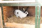 Lotharinger Groot, Dieren en Toebehoren, Vrouwelijk, Groot, 0 tot 2 jaar