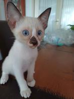 Siamees kittens katertje, Dieren en Toebehoren, Katten en Kittens | Raskatten | Korthaar, Kater, Ontwormd, 0 tot 2 jaar