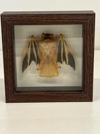 Vleermuis in lijst, Verzamelen, Dierenverzamelingen, Ophalen of Verzenden, Insect, Opgezet dier