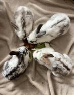 Lotharinger Lotharing konijn konijnen konijntje konijntjes, Dieren en Toebehoren, Konijnen, Meerdere dieren, Groot, 0 tot 2 jaar