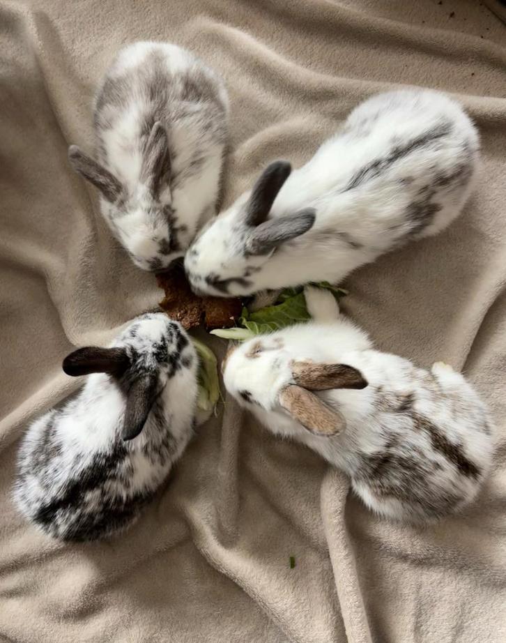 Lotharinger Lotharing konijn konijnen konijntje konijntjes, Dieren en Toebehoren, Konijnen, Groot, Meerdere dieren, 0 tot 2 jaar