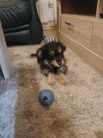 Boomer puppy's, Dieren en Toebehoren, Reu, 8 tot 15 weken, Parvo, Meerdere