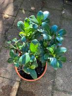 Kamerplant, Huis en Inrichting, Kamerplanten, Ophalen, Halfschaduw, Minder dan 100 cm