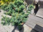 Pinus parviflora .negishi maat 100/110, Bloeit niet, Overige soorten, 100 tot 250 cm, Ophalen