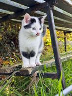 Lieve boerderij kittens, Meerdere dieren, Ontwormd, 0 tot 2 jaar