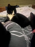 Gratis Kater, Dieren en Toebehoren, Katten en Kittens | Overige Katten, Kater