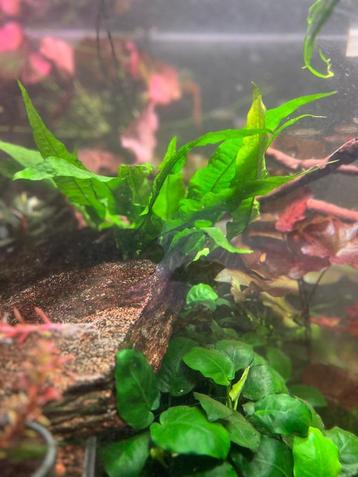 Grote javavaren (Microsorum pteropus) 25cm beschikbaar voor biedingen