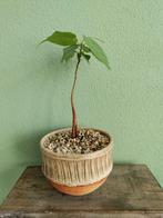 Hele leuke Bodhiboom Ficus Religiosa, Huis en Inrichting, Kamerplanten, Ophalen, Ficus, Halfschaduw, Minder dan 100 cm