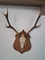 Schedel Herten met gewei op schild, Ophalen of Verzenden, Gebruikt