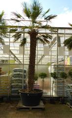 Camaerops Humilis, Bloeit niet, 250 tot 400 cm, Palmboom, Ophalen