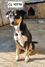 Lieve Sorella ter adoptie, Dieren en Toebehoren, Particulier, Rabiës (hondsdolheid), Buitenland, Teef