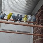 Ruilen voor parkieten, Dieren en Toebehoren, Vogels | Parkieten en Papegaaien, Meerdere dieren, Parkiet
