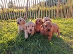 Prachtige Cockapoo pups nog 1 blond reutje beschikbaar, Dieren en Toebehoren, Rabiës (hondsdolheid), Reu, 8 tot 15 weken, Meerdere