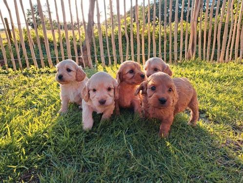 Prachtige Cockapoo pups nog 1 blond reutje beschikbaar, Dieren en Toebehoren, Honden | Retrievers, Spaniëls en Waterhonden, Reu