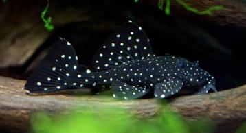 Leporacanthicus Galaxias (L240) beschikbaar voor biedingen