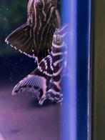 L333 zebea pleco, Vis, Zoetwatervis, Schoolvis
