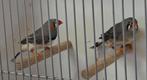 Koppel wildkleur zebravinken, Dieren en Toebehoren, Vogels | Overige Vogels, Meerdere dieren