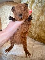 Cavia US Teddy cavia’s zoeken een nieuw thuis, Dieren en Toebehoren, Knaagdieren, November, Meerdere dieren, Cavia