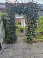 Rode beuk haag, Tuin en Terras, Planten | Bomen, Ophalen, Overige soorten, 100 tot 250 cm