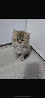 Kittens te koop, Dieren en Toebehoren, Katten en Kittens | Raskatten | Langhaar, Meerdere dieren, 0 tot 2 jaar
