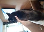 Super leuk maine  coon poesje, Dieren en Toebehoren, Katten en Kittens | Overige Katten, Poes