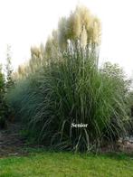 Pampasgras planten, super groot, zo uit het veld!, Vaste plant, Herfst, Siergrassen, Ophalen of Verzenden