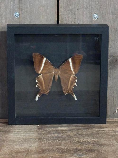 Nachtvlinder in lijst, Verzamelen, Dierenverzamelingen, Nieuw, Opgezet dier, Insect, Ophalen of Verzenden