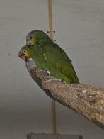 Oranjevleugel venezuela amazone en geelwangamazone, Dieren en Toebehoren, Vogels | Parkieten en Papegaaien