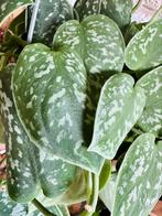 Scindapsus hangplant, Huis en Inrichting, Kamerplanten, Ophalen of Verzenden, Overige soorten, Minder dan 100 cm