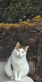 lieve boerderij (binnen) poes, Poes, Kortharig, 0 tot 2 jaar