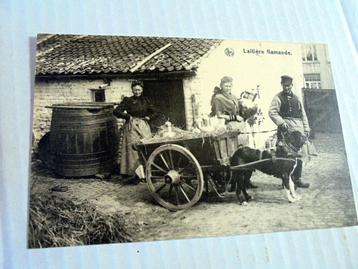 Hond. Hondenkar. Laitiere Flamande. Melk.  beschikbaar voor biedingen