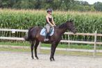 ✨ Prachtige bruine ruin van 9 jaar, stokmaat 1m60 ✨, Dieren en Toebehoren, Merrie, Zadelmak, 160 tot 165 cm, Recreatiepaard
