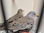 Koppel Peru Duiven, Meerdere dieren, Tropenvogel