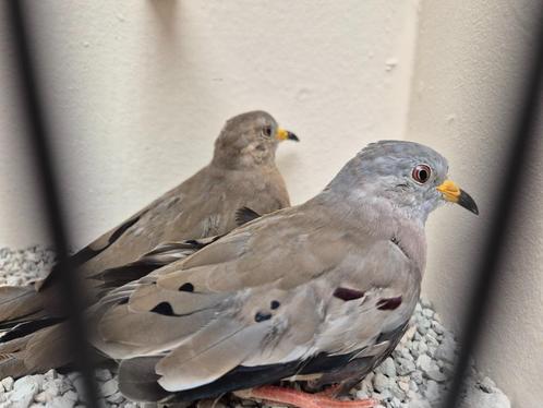 Koppel Peru Duiven, Dieren en Toebehoren, Vogels | Overige Vogels, Tropenvogel, Meerdere dieren