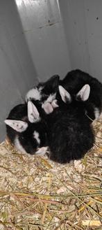 Jonge Nederlandse hangoren, Meerdere dieren, Middelgroot, Hangoor, 0 tot 2 jaar