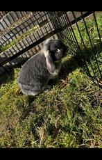 NHD voedster, Dieren en Toebehoren, Konijnen, Vrouwelijk, Dwerg, Hangoor, 0 tot 2 jaar