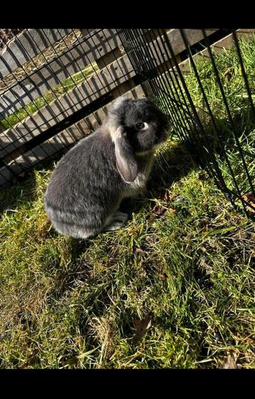 NHD voedster beschikbaar voor biedingen