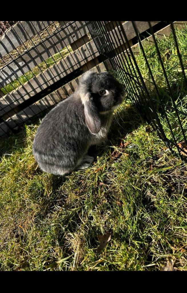 NHD voedster, Dieren en Toebehoren, Konijnen, Dwerg, Vrouwelijk, 0 tot 2 jaar, Hangoor