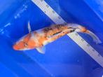 Koi Karper Ginrin Showa 54 CM, Karper of Koi