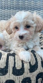 Malitpoo pups, maltezer x toy poedel uit geteste ouders, Dieren en Toebehoren, Overige rassen, CDV (hondenziekte), 8 tot 15 weken