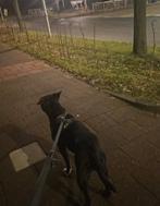 Engelse stafford met pitbull gemixt met Amerikaanse stafford, April, Vrouwelijk