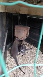 Te koop koppel wallabys!!, Dieren en Toebehoren, Overige Dieren, Augustus, Meerdere dieren