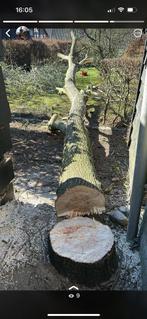 Aangeboden bomen snoeien en zagen, Diensten en Vakmensen, Tuinmannen en Stratenmakers